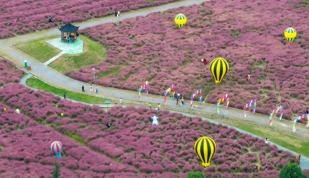 Foto udara yang diambil pada 6 Oktober 2023 ini menunjukkan orang-orang berjalan di antara rumput muhly merah muda di sebuah taman di Nanjing, di provinsi Jiangsu timur, China. (STR/AFP)
