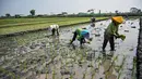 Petani menanam bibit padi di Sidoarjo, Jawa Timur, Rabu 3 Juni 2026. (JUNI KRISWANTO/AFP)