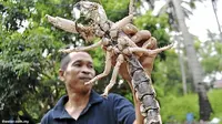 Ditemukan! Hewan Perpaduan Udang, Kepiting dan Kalajengking