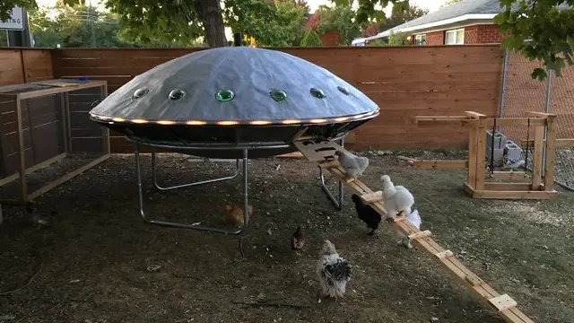 8 Potret Kandang Ayam Paling Unik, Bikin Kagum Lihatnya