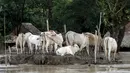 Sejumlah sapi terjebak di atas tanah yang dikelilingi banjir dari sebuah luapan sungai di Zalun Township, Irrawaddy Delta, Myanmar (6/8/2015). Meningkatnya volume luapan sungai sudah membahayakan warga sekitar di desa tersebut. (REUTERS/Soe Zeya Tun)