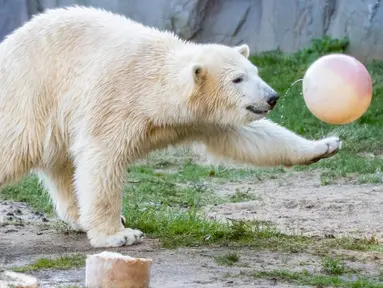 Beruang kutub "Nanook" bermain dengan bola saat merayakan ulang tahun pertamanya di kebun binatang di Gelsenkirchen, Jerman barat (4/12). (AFP Photo/dpa/Marcel Kusch)