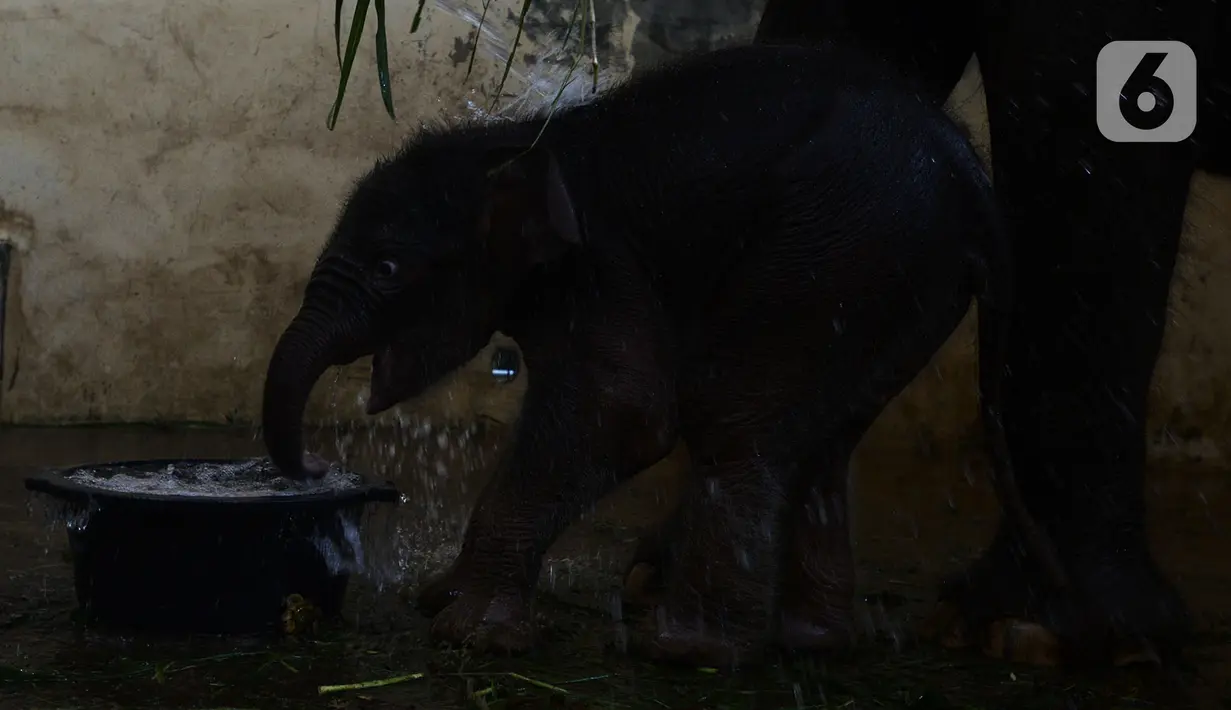 Bayi gajah Sumatera (Sumatran elephant) meminum air saat berada dalam kandangnya di Taman Safari Indonesia Cisarua, Bogor, Jawa Barat, Rabu (13/5/2020). Bayi gajah jantan bernama Covid itu hasil perkawinan gajah Sumatera, Nina dan Kodir. (merdeka.com/Imam Buhori)