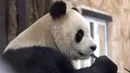 Suhail, panda jantan yang dikirim oleh China ke Qatar sebagai hadiah untuk Piala Dunia, memakan bambu di tempat perlindungannya di Rumah Panda di Al Khor Park, dekat Doha, Rabu (19/10/2022). Qatar menjadi negara Timur Tengah pertama yang menerima panda raksasa dari China. (AP Photo, Lujain Jo)