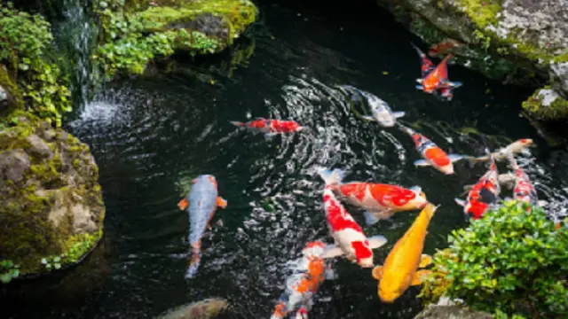 Ilustrasi ika koi (iStock)