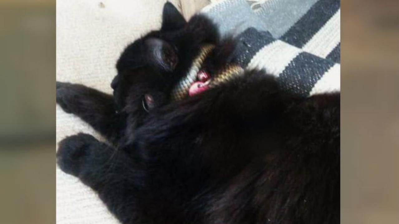 Ular melilit leher seekor kucing di Australia (Facebook/Snake Catcher Victoria Australia)