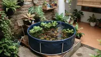 7 Ide Kolam Ikan dari Terpal untuk Pemula, Bisa Disesuaikan dengan Lahan di Rumah