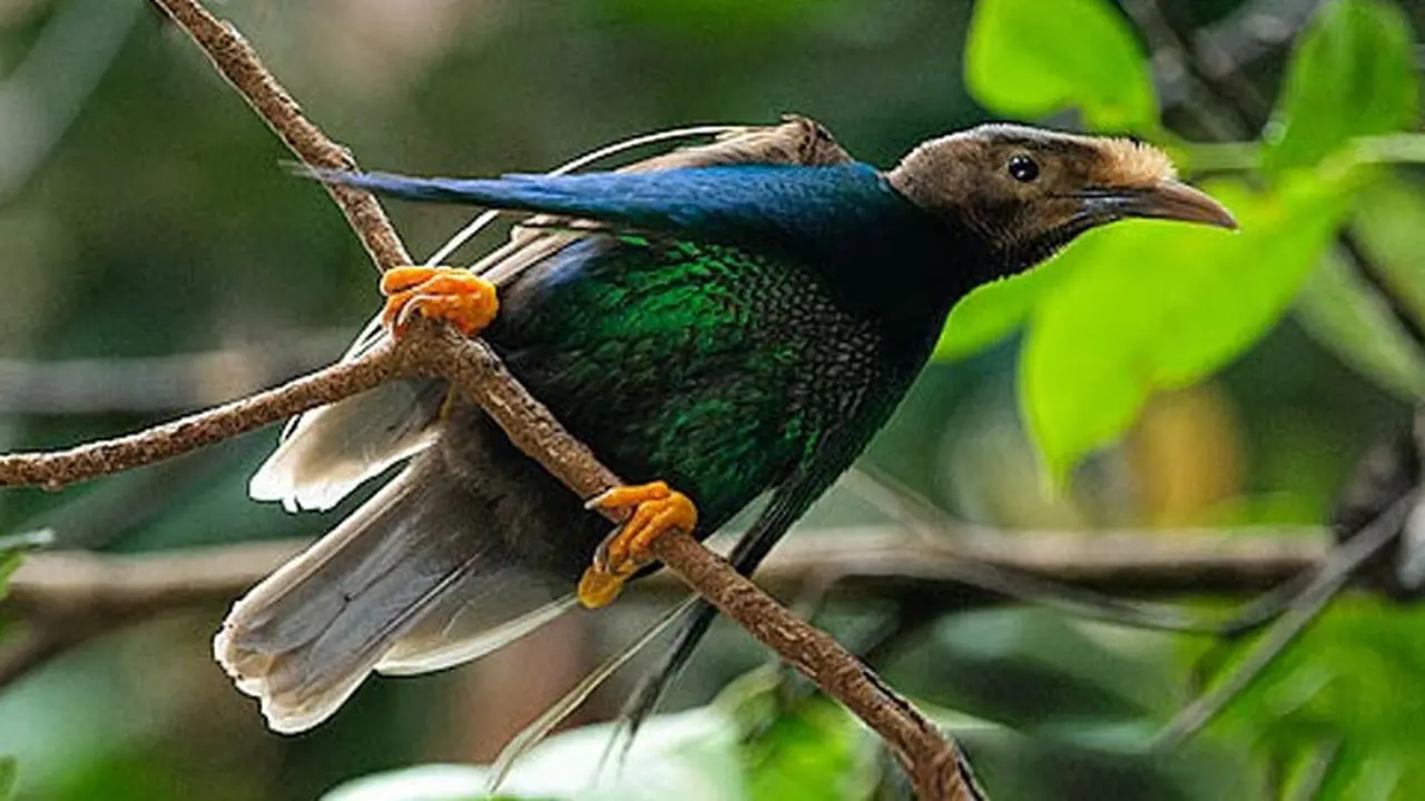 Lihat Burung Bidadari Langka di Taman Nasional Ketajawe-Lolobata