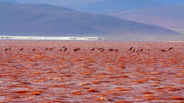 Misteri Air Laguna Colorada di Bolivia yang Berwarna Merah Darah