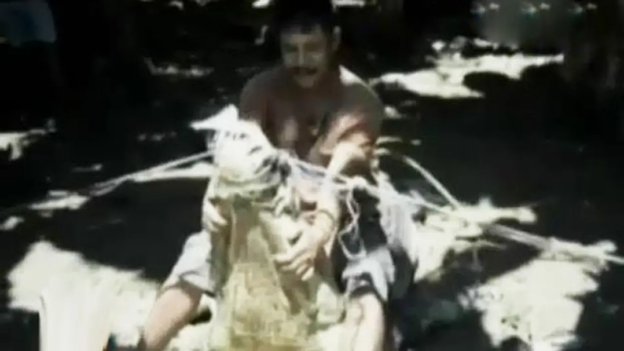 Buaya