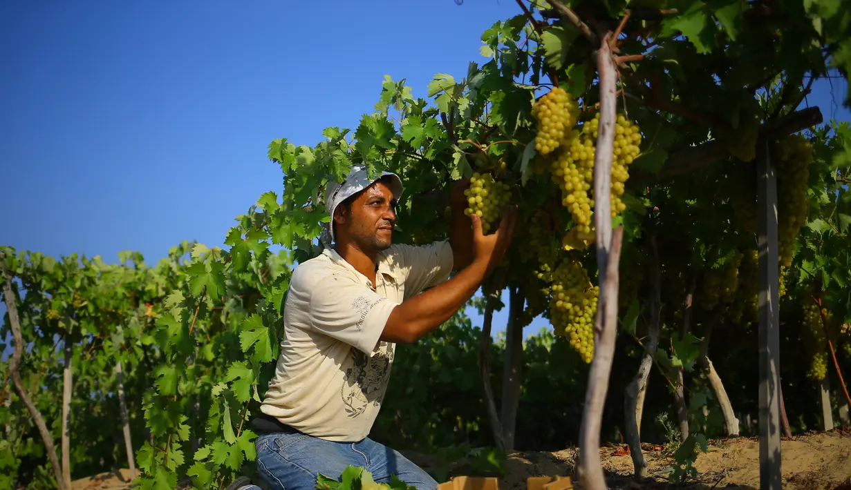 Petani memetik buah anggur selama musim panen di sebuah kebun anggur di Kota Gaza (19/7). Menurut Departemen Pertanian Gaza memproduksi sekitar 8115 ton anggur setiap tahunnya. (AFP Photo/Mohammed Abed)