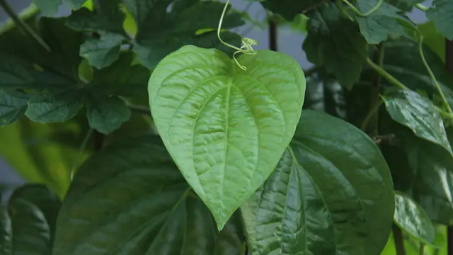 Manfaat daun sirih/unsplash