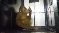Saat dievakuasi, orangutan berjenis kelamin betina ini dalam kondisi memprihatinkan. (Liputan6.com/Reza Efendi)