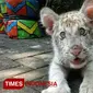 Flash, Harimau putih yang lahir di Maharani Zoo dan Goa, Senin, (16/4/2018). (FOTO: Ardiyanto/TIMES Indonesia)