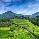 BRIN: Subak Bali jadi Contoh Global Pertanian Berkelanjutan