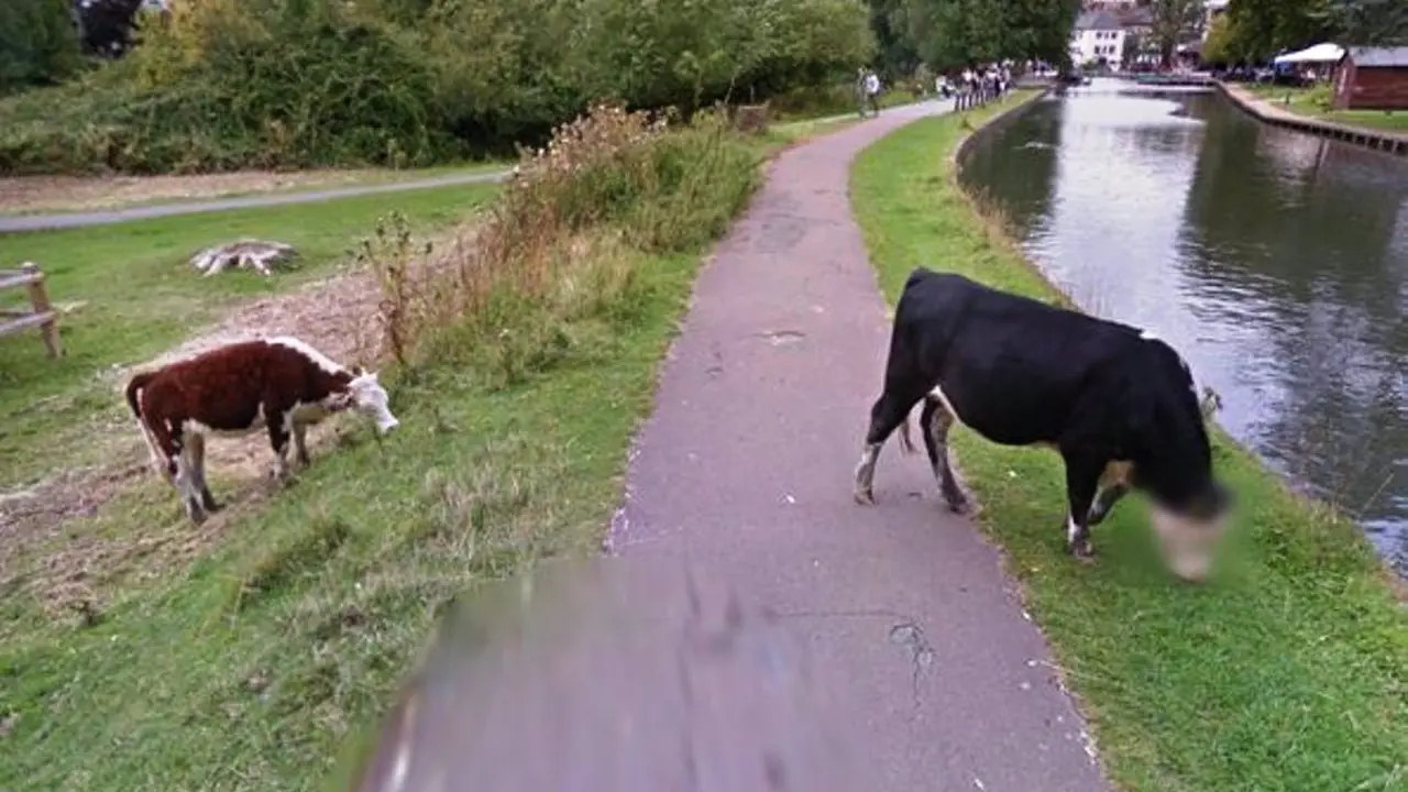 Google Street View mengaburkan wajah sapi yang tertangkap kamera