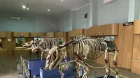 Museum Zoologi Bogor Rampung Direnovasi, Tampil Lebih Modern Lengkap Setelah 130 Tahun