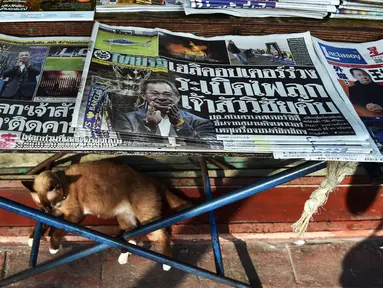 Seekor kucing bersantai di bawah kios koran yang menampilkan surat kabar dengan berita utama berisi insiden jatuhnya helikopter pemilik klub Liga Inggris Leicester City, Vichai Srivaddhanaprabha di Bangkok, Senin (29/10). (Lillian SUWANRUMPHA/AFP)