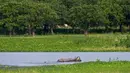 Bayi badak bercula satu berendam dalam air di Suaka Margasatwa Pobitora di pinggiran Gauhati, India, Senin (27/5/2019). Tempat ini memiliki populasi badak bercula satu tertinggi di dunia. (AP Photo/Anupam Nath)