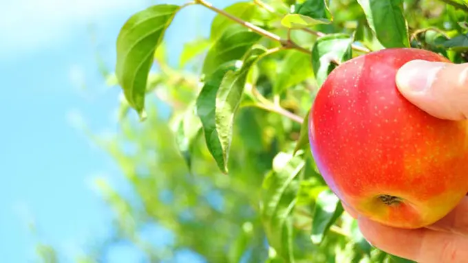 Courtesy ShutterStock.com