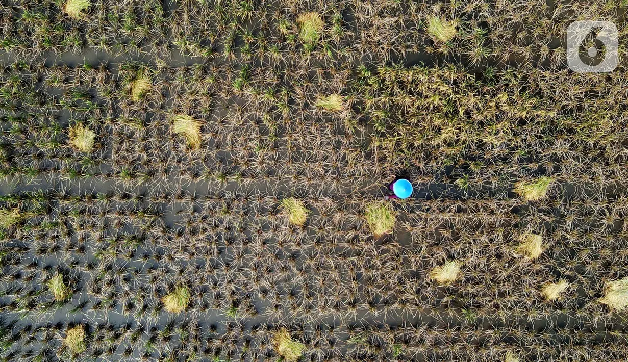 Foto udara petani memanen padi di kawasan persawahan Marunda, Jakarta Utara, Selasa (4/1/2022). Petani mengatakan hasil panen tahun ini tidak maksimal karena intensitas hujan tinggi mengakibatkan padi mengandung air, menjadi putih, serta ditambah adanya hama tikus. (merdeka.com/Imam Buhori)