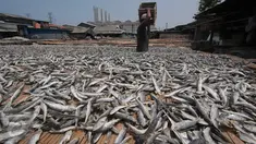 Pekerja saat menjemur ikan asin di Muara Angke, Jakarta, (4/12). Hal tersebut di sebabkan karena pasokan bahan baku mulai turun setelah Kementerian Kelautan dan Perikanan mengeluarkan sejumlah peraturan baru. Liputan6.com/Angga Yuniar