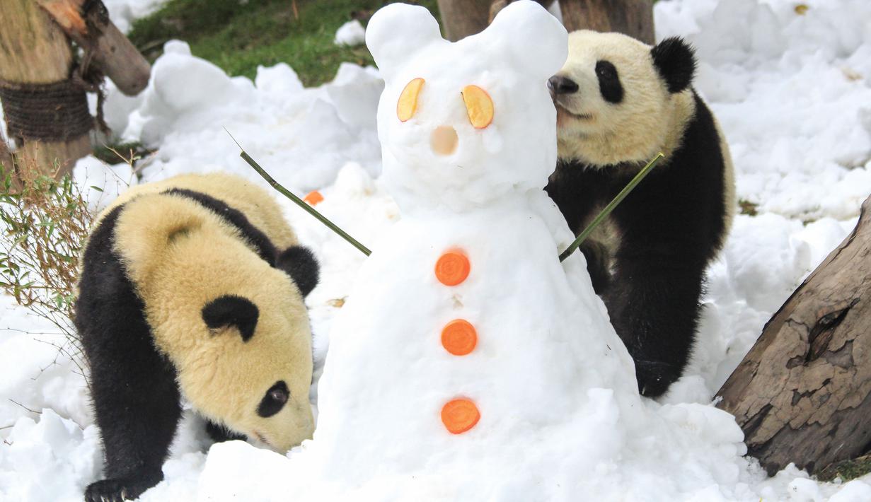 Gambar pada 25 Desember 2019  memperlihatkan panda bermain dengan salju yang dibuat oleh anggota staf di dalam kandang mereka di Giant Panda Breeding di Chengdu, China. Tempat ini merupakan rumah para panda yang dikembangbiakkan. (Photo by STR / AFP)