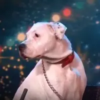 Hihihi, gimana jadinya jika anjing nyanyikan lagu salah satu diva dunia Whitney Houston? Hasilnya lucu dan ngegemesin!
