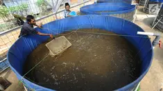 Peternak Kelompok Pembudidaya Ikan Maju Bersama memberikan pakan lele dengan metode pemeliharaan probiotik, Ciluar, Bogor, Jawa Barat, Selasa (6/8/2019). Probiotik adalah metode pemeliharaan lele dengan mereduksi air yang mengandung amoniak. (merdeka.com/Arie Basuki)