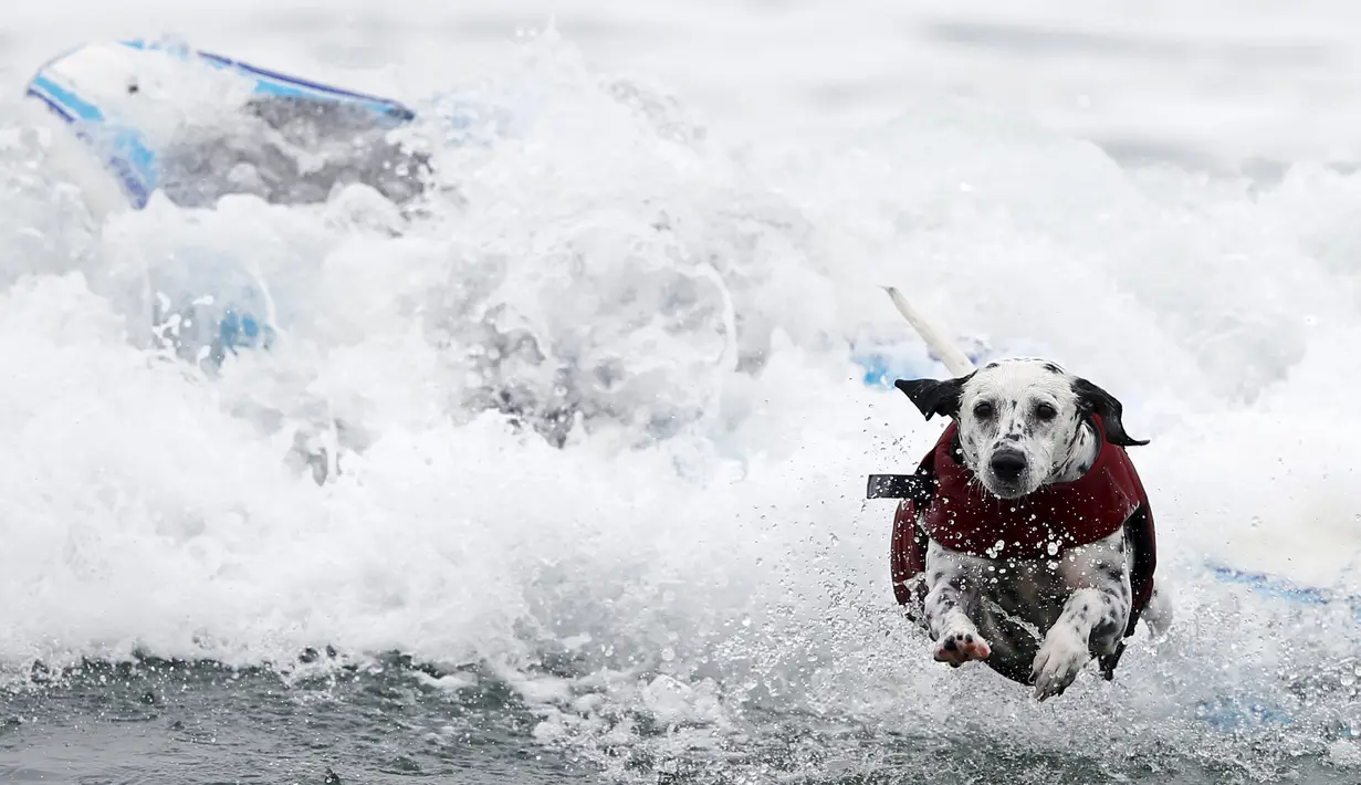 Seekor anjing dalmatian melompat dari papan seluncurnya saat dihempaskan ombak ketika mengikuti kompetisi surfing anjing Petco Unleashed ke-10 di pantai Imperial, California, 1 Agustus 2015. (REUTERS/Mike Blake)