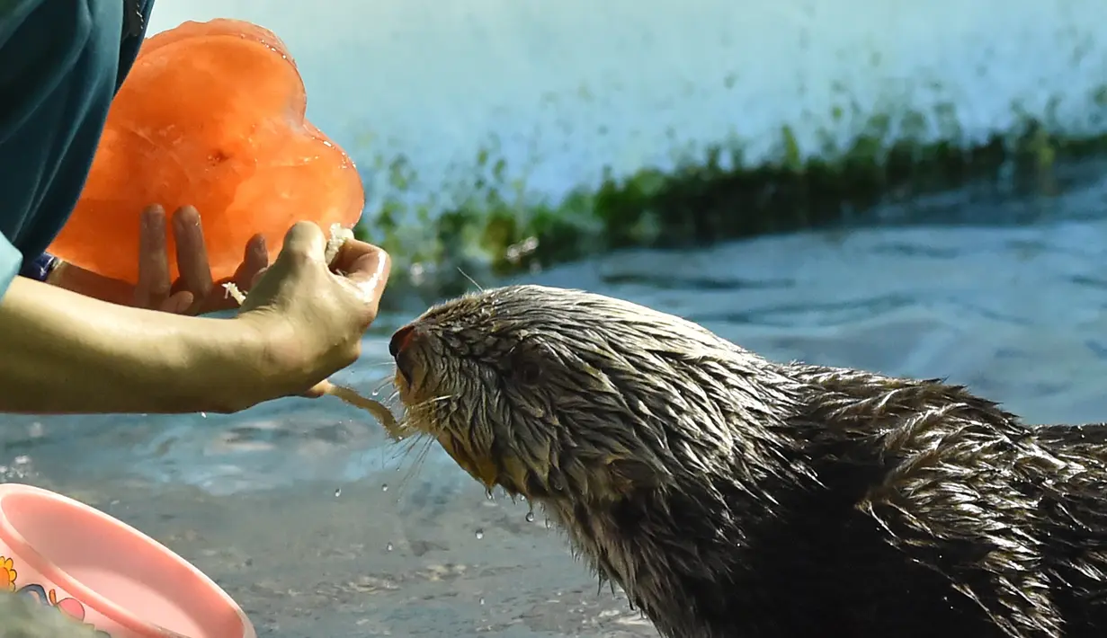 Petugas memberikan berang-berang bernama Yutan makanan yang dibekukan berbentuk hati di Hakkeijima Sea Paradise, Yokohama, Tokyo, Sabtu (11/2). Pemberian makanan berbentuk hati untuk menyambut perayaan Valentine. (AFP PHOTO / KAZUHIRO Nogi)