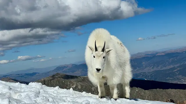 Capricorn