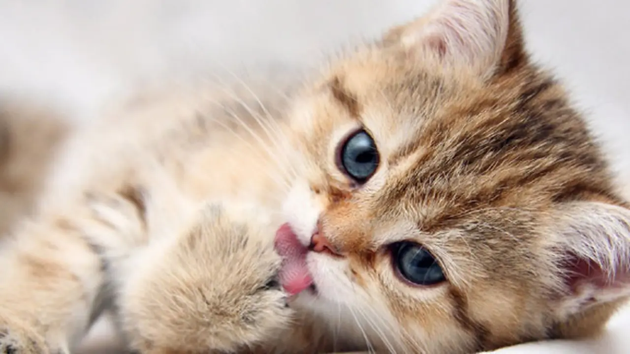 9meow.blogspot.com