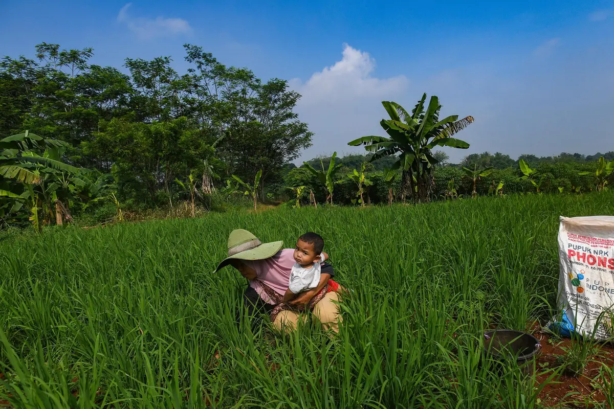 Distribusi Pupuk Subsidi kepada Petani Mulai Lancar