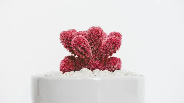 Memulihkan Sakit Lebih Cepat