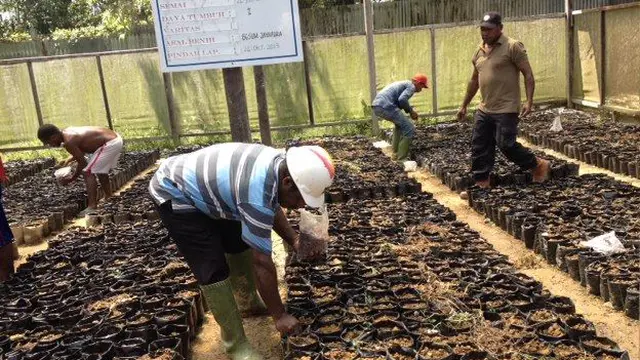 Petani Kakao di Timika, Papua 1