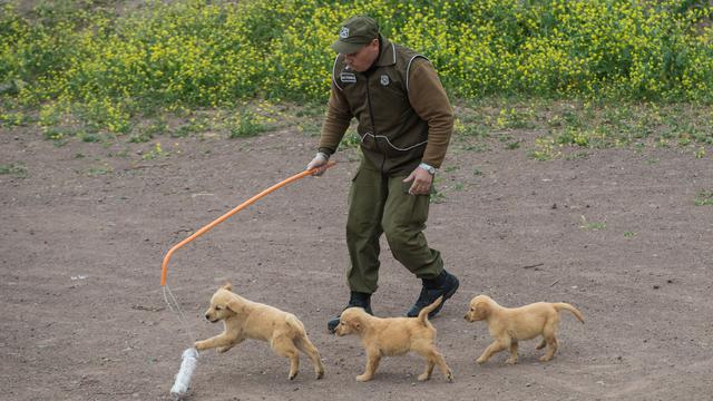 Pusat Pelatihan Anjing Polisi di Chile