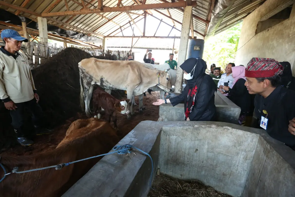 Bupati Banyuwangi Ipuk Fiestiandani melihat langsung pengoahan pupuk organik dari kotoran sapi di Desa Watukebo, Banyuwangi (Istimewa)