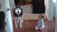 Aksi Lucu Anjing Ikuti Ocehan Bayi
