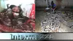 (Liputan6.com)