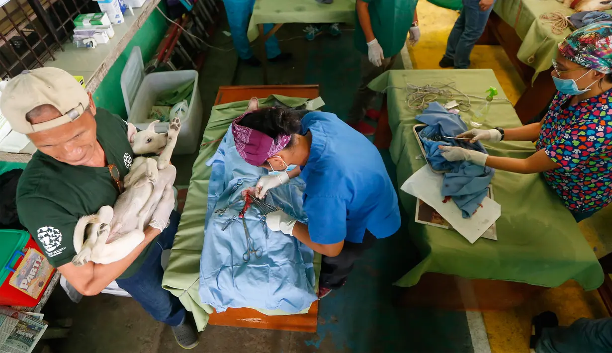 Para dokter hewan lakukan kebiri pada hewan-hewan di Payatas, Manila, Filipina, Selasa (26/9). Kasus rabies di Filipina termasuk yang tertinggi di dunia. HIS perkirakan 200 orang meninggal tiap tahunnya melalui gigitan anjing. (AP Photo/Bullit Marquez)