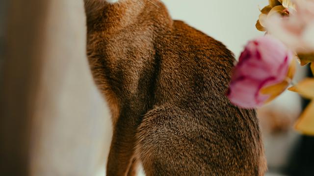 Abyssinian