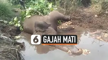 Seekor gajah Sumatera berkaki buntung ditemukan mati di Kecamatan Pinggir, Kabupaten Bengkalis, Riau, Senin ( 071019). Gajah tersebut diketahui bernama Dita, kaki kiri depannya buntung terkena jerat. Belum diketahui penyebab kematiannya.