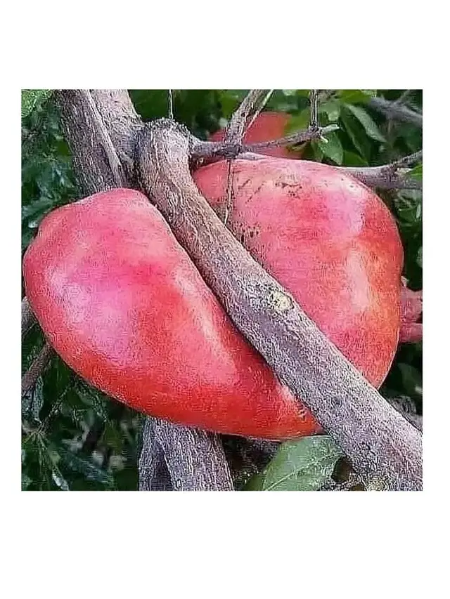 6 Momen Langka Buah Tumbuh di Tempat Tak Terduga, Bikin Heran