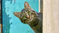 Ilustrasi Kucing/https://unsplash.com/Bogdan Farca