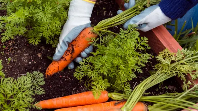 Jenis Wortel Terbaik untuk Ditanam di Pot dan Cara Merawatnya