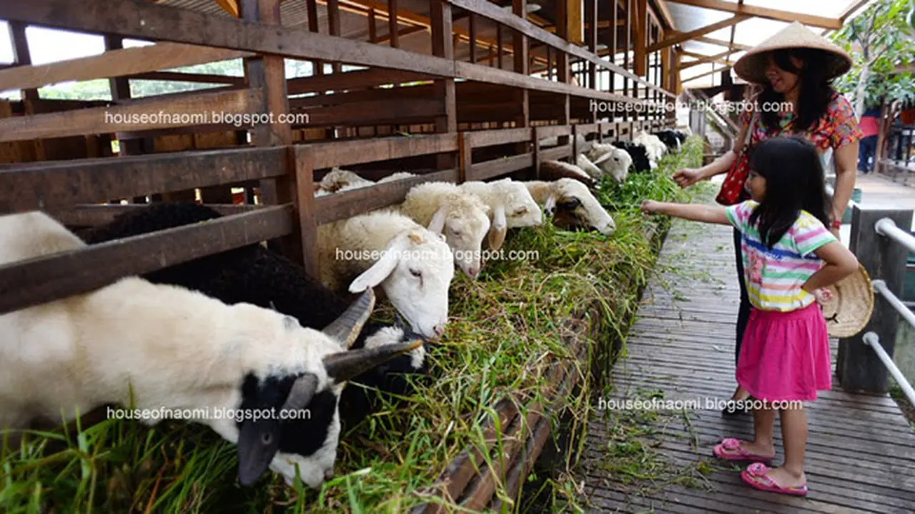  Weekend, Mencoba Serunya Menjadi Petani Sehari di Bogor