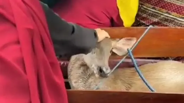 Rusa di Kabupaten Indragiri Hilir dielus emak-emak setelah diselamatkan dari kejaran anjing di hutan.