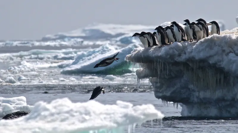 1,5 Juta Penguin Langka Ditemukan di Antartika Terpencil