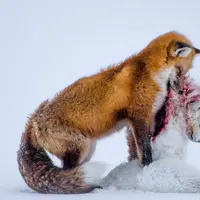 Melalui potret-potret berikut ini, alam liar seakan ingin bicara.